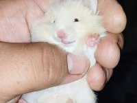 UZUN TÜY ÖZEL TÜR TEDDY BEAR HAMSTER BAŞKA YERDE YOK