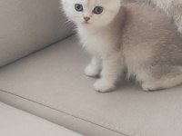 Yavru Scottish Fold