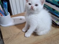 Kucuk Minnak Kedilerim