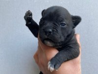 EGZOTİK RENK FRANSIZ BULLDOG YAVRULAR