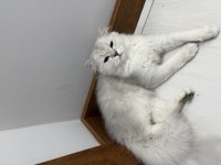 orjinal ırk aşıları tam erkek british longhair