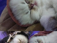 Scottish fold Hanımefendiye yeni yuva arıyoruz