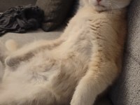 British Shorthair Krem Dişi Yavru