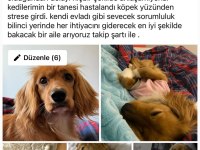 İngiliz cocker 2,5 yaşında