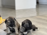 Safkan Kangal Panter Torunu Soy Garantili