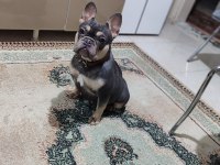 Dişi blue and tan french bulldog
