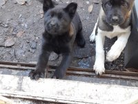 Akita 3 aylık yavru