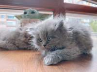 British Longhair safkan yavrularımız