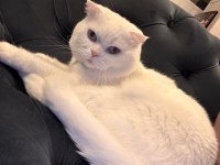 BRİTİSH SHORTHAİR YAVRU KEDİMİZ