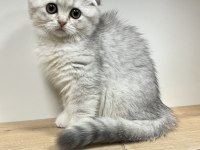 Wc Eğitimli Uysal Scottish Fold Bebekler
