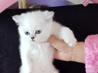 Scottish straight ve scottish fold yavrular