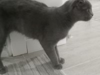 Scottish fold