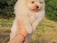 Pomeranian Boo safkan
