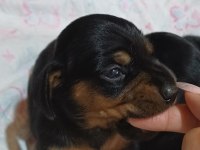 Dachshund sosis yavru