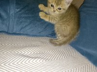 2 aylık british shorthair yavru kediler