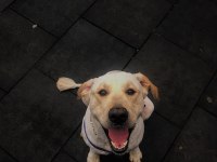 dişi köpek ile çiftleştirmek istiyoruz golden retriever