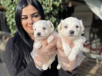 Kore maltese terrier yavrularım