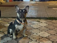 Özel french bulldog anatomisi çok iyi lilac