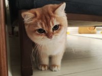 Ny12 golden british shorthair