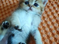 NY 25 tatlı bir minnoş oğlan british shorthair