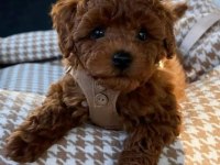 Toy Poodle Kore Kan Yavrularımız