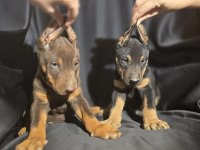 Orjinal Doberman Köpekleri