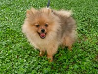 Turuncu Pomeranian Spitz Erkek Uygun