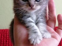 Scottish fold yavruları