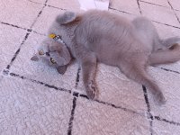 British shorthair Mery kızımıza yuva arıyoruz