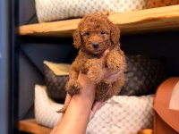 Toy poodle ayarında maltipoo