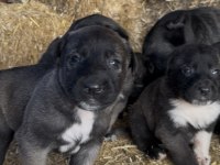 ÜST KALİTE SAFKAN SİVAS KANGAL YAVRULARIMIZ