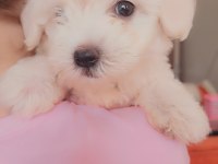 Maltese terrier orjinal malta köpeği