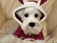 FCI secereli Schnauzer yavruları
