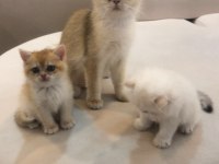 50 günlük yavrular yeni yuvalarına hazırlar