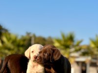 LABRADOR RETRIEVER YAVRULARI ISTANBUL 