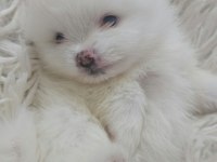 10 Güne Hazır Kar Beyaz Yavru Köpekler