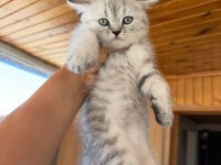 Silver British Shorthair Güzellikler Teslime Hazır