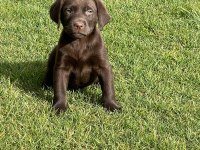 Kahve tüyleri iri patileriyle gerçek Labrador Retriever