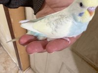 30 GÜNLÜK RENK GÜZELİ OĞLAN MUHABBET KUŞU