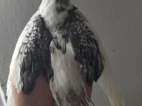 Ele alıştırmalık sultan papağanı yavrusu