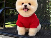 Irk Ve Sağlık Garantili Pomeranian Boo Bebekler