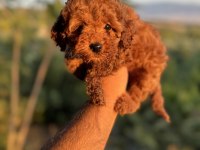 RED BROWN ERKEK DİŞİ GARANTİLİ TOY POODLE