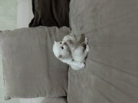Bayram şeker kedilerim minik dostlarımız