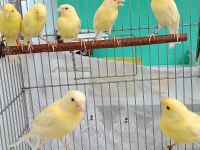 Manılua kanaryalar