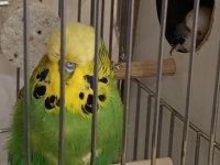 JUMBO TAKIİM VASIFLI KUŞLAR