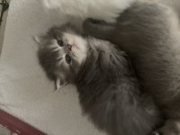 Scottish tabby british longhair erkek ve dişi 2 aylık