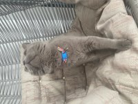 Güzeller güzeli british shorthair mia