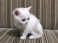 Beyaz dişi british shorthair yavru