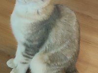 Şafkan British Shorthair