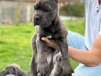 Blue cane corso yavrular